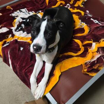Jack -  Boston Terrier and Pit Bull Terrier Dog for Adoption in Pottsville, Pennsylvania - Jack | PetCurious