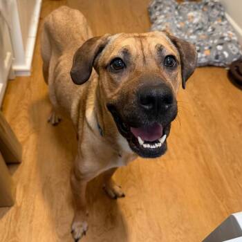 Venus -  Mixed Breed Dog for Adoption in Wappingers Falls, New York - Venus | PetCurious