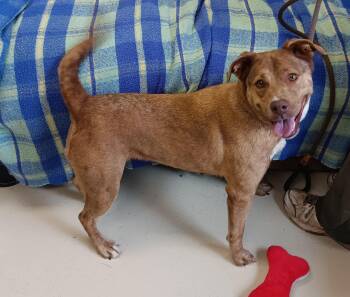 Rescue Terrier Dogs for Adoption in Springfield, Ohio - Goldie | PetCurious