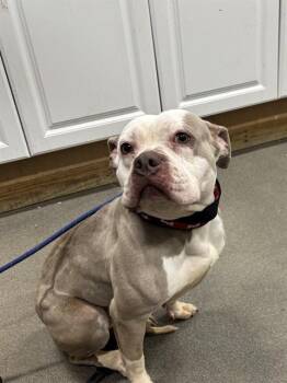 Pit Bull Terrier Dogs Available for Adoption - PENELOPE | PetCurious