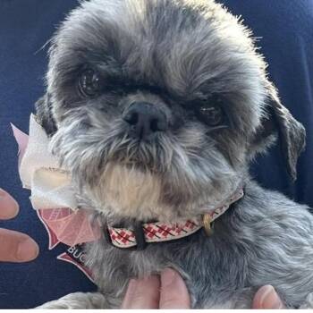 Shih Tzu Dogs Available for Adoption - Tootsie | PetCurious