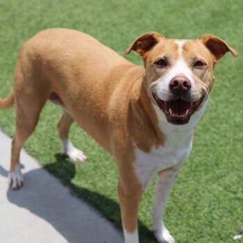 Shannon -  Hound and Mixed Breed Dog for Adoption in Atlanta, Georgia - Shannon | PetCurious
