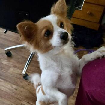 Rescue Papillon and Chihuahua Dogs for Adoption in San Francisco, California - Sol | PetCurious