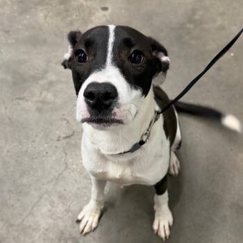 Snow -  Hound and Mixed Breed Dog for Adoption in Tampa, Florida - Snow | PetCurious