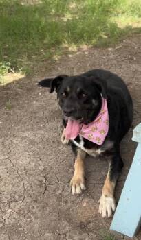 Angel -  Catahoula Leopard Dog Dog Available for Adoption in New Braunfels, Texas - Angel | PetCurious
