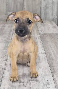 Letty -  Mixed Breed Dog for Adoption in Shreveport, Louisiana - Letty | PetCurious