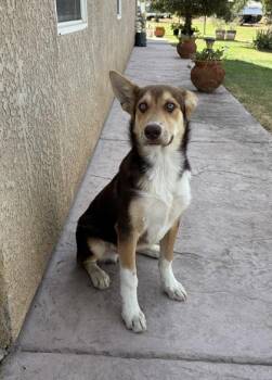 Webster -  Husky and Mixed Breed Dog for Adoption in Fresno, California - Webster | PetCurious