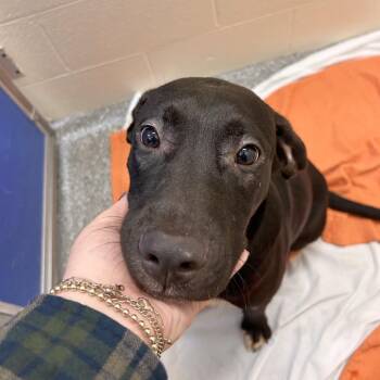 Tucker -  Mixed Breed Dog for Adoption in Hendersonville, North Carolina - Tucker | PetCurious