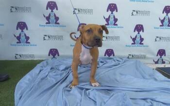 Pit Bull Terrier and Mixed Breed Dogs Available for Adoption in Orlando, Florida - COOKIE | PetCurious
