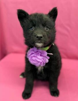 Vanilla -  Husky and German Shepherd Dog Dog for Adoption in Sedalia, Colorado - Vanilla | PetCurious