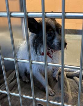 Vc 6d Mason -  Terrier Dog for Adoption in Lawrenceville, Georgia - Vc 6d Mason | PetCurious