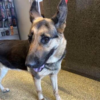 Trina* -  Shepherd Dog for Adoption in San Gabriel, California - Trina* | PetCurious