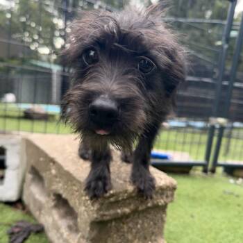 Jondi -  Mixed Breed Dog for Adoption - Jondi | PetCurious