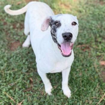Buzz -  Catahoula Leopard Dog Dog for Adoption - Buzz | PetCurious