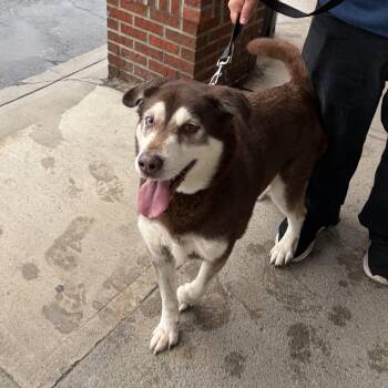 Husky Dogs Available for Adoption in Rensselaer, New York - Ryu | PetCurious