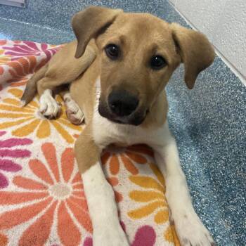Brick -  Boxer Dog for Adoption in Greensboro, North Carolina - Brick | PetCurious