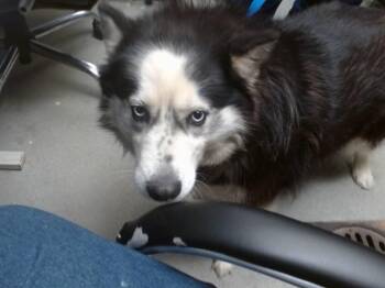 FLUFFY -  Siberian Husky and Mixed Breed Dog Available for Adoption in Albuquerque, New Mexico - FLUFFY | PetCurious