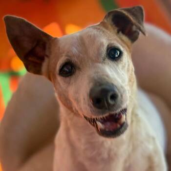 Ms. Happy Woody -  Jack Russell Terrier and Terrier Dog for Adoption in Ridgefield, Washington - Ms. Happy Woody | PetCurious
