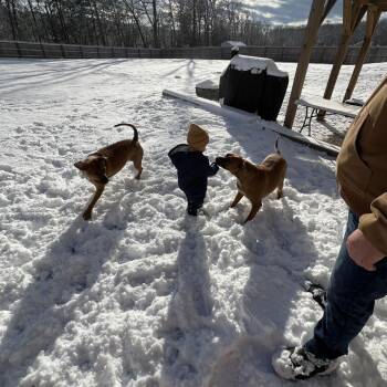 American Staffordshire Terrier Dogs Available for Adoption in Lynchburg, Virginia - Nala | PetCurious