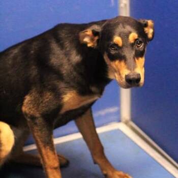 26-00970 -  Doberman Pinscher Dog for Adoption in Fredericksburg, Virginia - 26-00970 | PetCurious