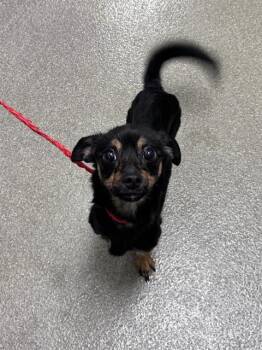 HONEY BEE -  Dachshund and Chihuahua Dog for Adoption in Las Vegas, Nevada - HONEY BEE | PetCurious