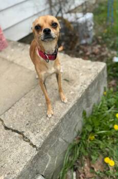 Chihuahua Dogs Available for Adoption in Muncie, Indiana - Kobe | PetCurious