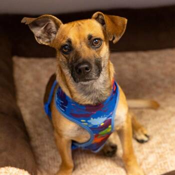 Dachshund and Mixed Breed Dogs Available for Adoption in Gainesville, Florida - Pollo Frito | PetCurious