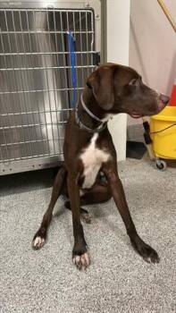 Rescue Pointer Dogs for Adoption in Houston, Texas - COURAGE | PetCurious
