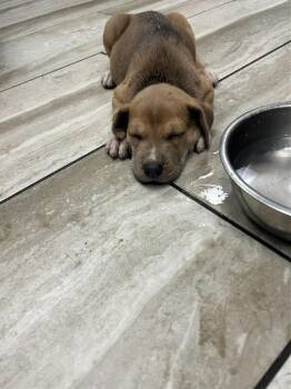 Avery -  Mixed Breed Dog for Adoption in Mobile, Alabama - Avery | PetCurious