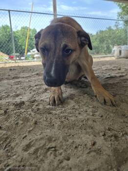 Mixed Breed Dogs Available for Adoption in Mccrory, Arkansas - Autumn | PetCurious
