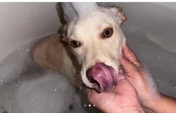 Rescue Mixed Breed Dogs for Adoption in Houston, Texas - Juno | PetCurious