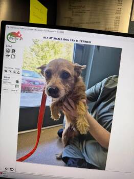 ALF -  Mixed Breed Dog for Adoption in Holbrook, New York - ALF | PetCurious