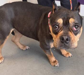 *Lakely* -  American Bully Dog for Adoption in Salt Lake City, Utah - *Lakely* | PetCurious