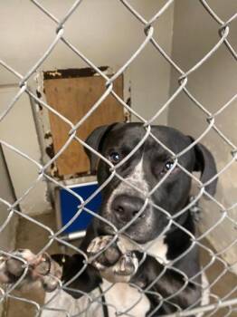 Shadow -  Mixed Breed Dog for Adoption in Hobart, Indiana - Shadow | PetCurious