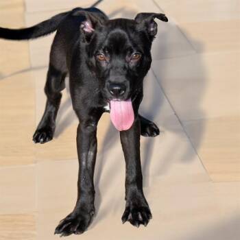 KIWI -  Labrador Retriever and Mixed Breed Dog for Adoption in St. Louis, Missouri - KIWI | PetCurious