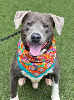 Rescue Pit Bull Terrier and Labrador Retriever Dogs for Adoption in Hartsville, South Carolina - Hulk | PetCurious