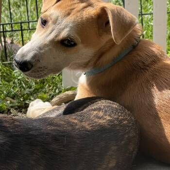 Archie -  Labrador Retriever Dog for Adoption in Pleasant Valley, New York - Archie | PetCurious