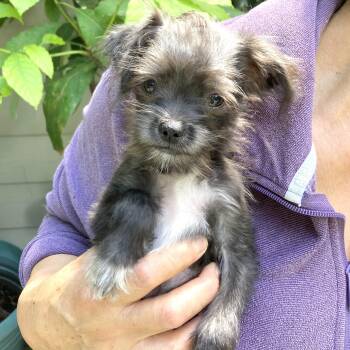 Jax -  Shih Tzu and Terrier Dog for Adoption in Conroe, Texas - Jax | PetCurious