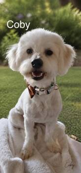 Coby -  Poodle and Maltese Dog for Adoption in Orange, California - Coby | PetCurious