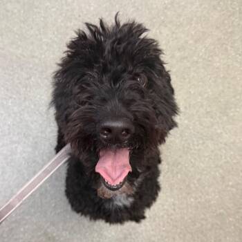 Diamond -  Australian Cattle Dog Blue Heeler and Poodle Dog for Adoption - Diamond | PetCurious