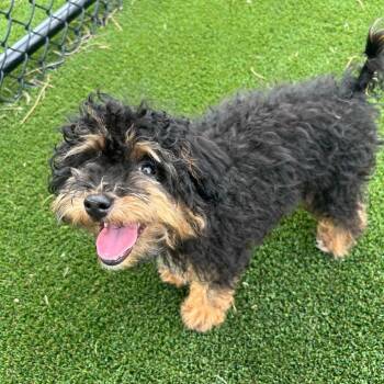 Jeffrey 5442 -  Yorkshire Terrier and Maltese Dog for Adoption in Loxahatchee Groves, Florida - Jeffrey 5442 | PetCurious