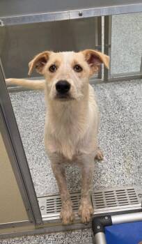 Oat -  Terrier Dog for Adoption in Athens, Tennessee - Oat | PetCurious