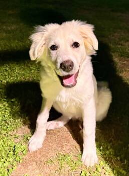 Hilda -  Great Pyrenees Dog for Adoption in Essex, Maryland - Hilda | PetCurious