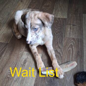 Scooter -  Black Labrador Retriever and Siberian Husky Dog for Adoption in Livingston, Texas - Scooter | PetCurious