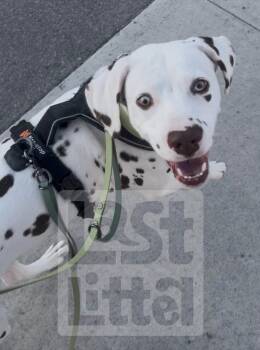 Dalmatian Dogs Available for Adoption in Clarksburg, Ontario - Henry | PetCurious