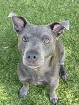 Welly - 2 -  Pit Bull Terrier and Mixed Breed Dog for Adoption in Daytona Beach, Florida - Welly - 2 | PetCurious