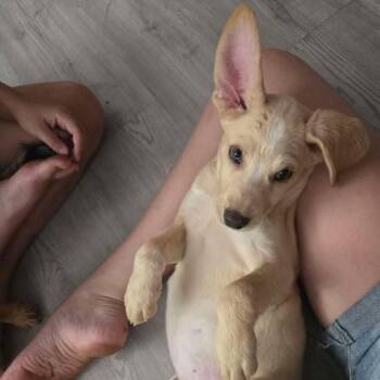 Almond -  German Shepherd Dog and Mixed Breed Dog for Adoption in Tomah, Wisconsin - Almond | PetCurious