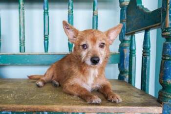 Tito -  Norwich Terrier and Mixed Breed Dog for Adoption in San Antonio, Texas - Tito | PetCurious