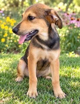 Greg -  German Shepherd Dog Dog for Adoption in Lucas, Texas - Greg | PetCurious