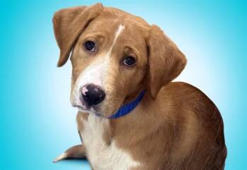 PETEY -  Labrador Retriever and Mixed Breed Dog for Adoption in Fort Lauderdale, Florida - PETEY | PetCurious